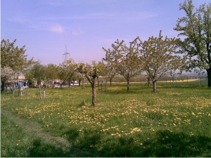 Wiese mit Bäumen nahe des Hauses